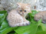 Exotic shorthair yavru kedi