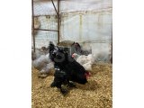 BLACK BRAHMA KULUÇKALIK YUMURTA & CİVCİV