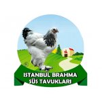 İSTANBUL BRAHMA SÜS TAVUKLARI