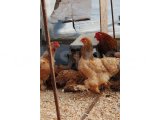 BUFF BRAHMA KULUÇKALIK YUMURTA