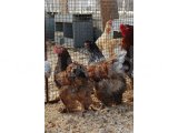 BLUE PORSELEN BRAHMA KULUÇKALIK YUMURTA VE CİVCİV