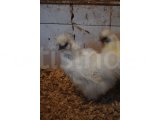 HOLLANDA HABEŞ KULUÇKALIK YUMURTA & CİVCİV