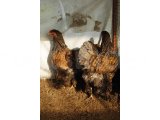 GOLD LACED BRAHMA KULUÇKALIK YUMURTA & CİVCİV