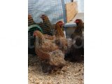 GOLD BRAHMA KULUÇKALIK YUMURTA & CİVCİV