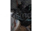 AYEM CEMANİ KULUÇKALIK YUMURTA & CİVCİV