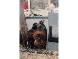 PORSELEN BRAHMA KULUÇKALIK YUMURTA & CİVCİV
