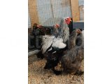 DARK BRAHMA KULUÇKALIK YUMURTA & CİVCİV