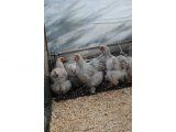 LAVENDER BRAHMA KULUÇKALIK YUMURTA & CİVCİV