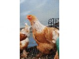 lEMON BRAHMA KULUÇKALIK YUMURTA & CİVCİV