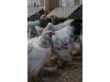 LEMON PYLE BRAHMA KULUÇKALIK YUMURTA & CİVCİV