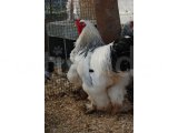 LİGHT BRAHMA KULUÇKALIK YUMURTA & CİVCİV