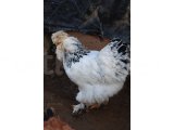 PARK BRAHMA KULUÇKALIK YUMURTA & CİVCİV